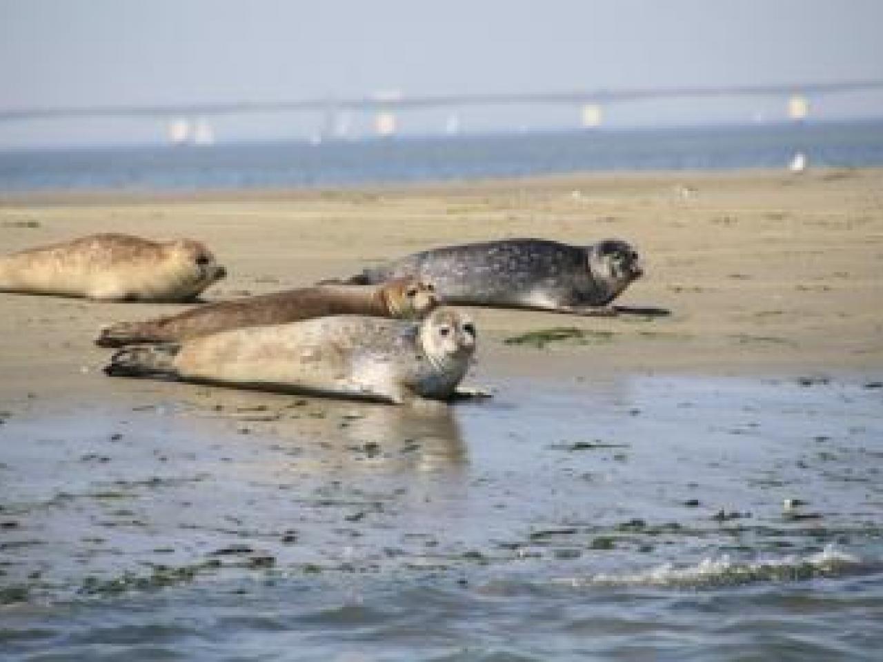 zeehonden zeelandbrug